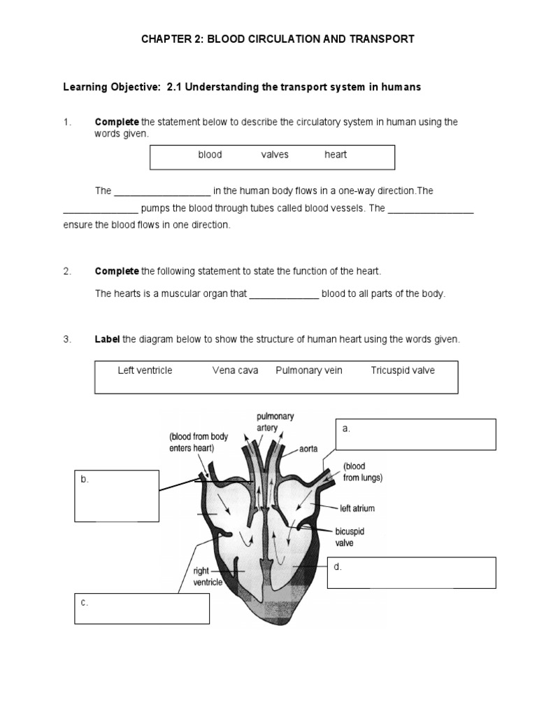 Blood Circulation and Transport Overview | PDF