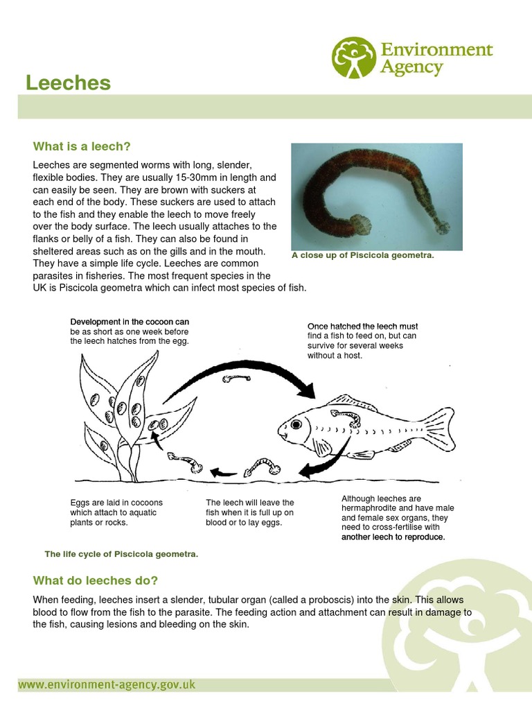 Leeches What is a leech? Parasitism Organisms
