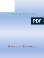 Primary Molars