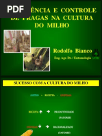 Pragas Do Milho