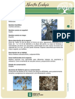 Cedro PDF