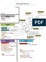 Brachial Plexus: Musculocutaneous