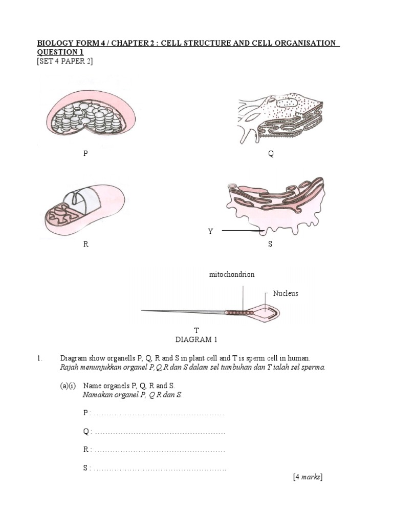 Cell Structure and Function in Biology | PDF