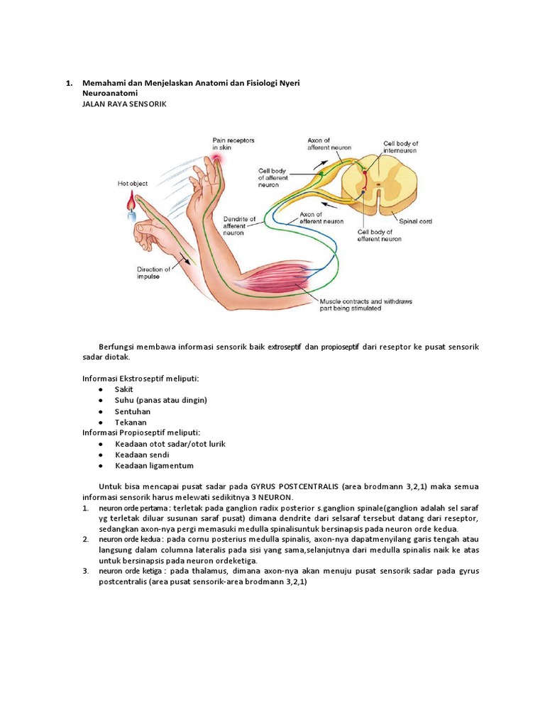 Memahami Dan Menjelaskan Anatomi Dan Fisiologi Nyeri Memahami Dan Menjelaskan Anatomi Dan Fisiologi Nyeri