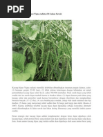 Daun Tembakau