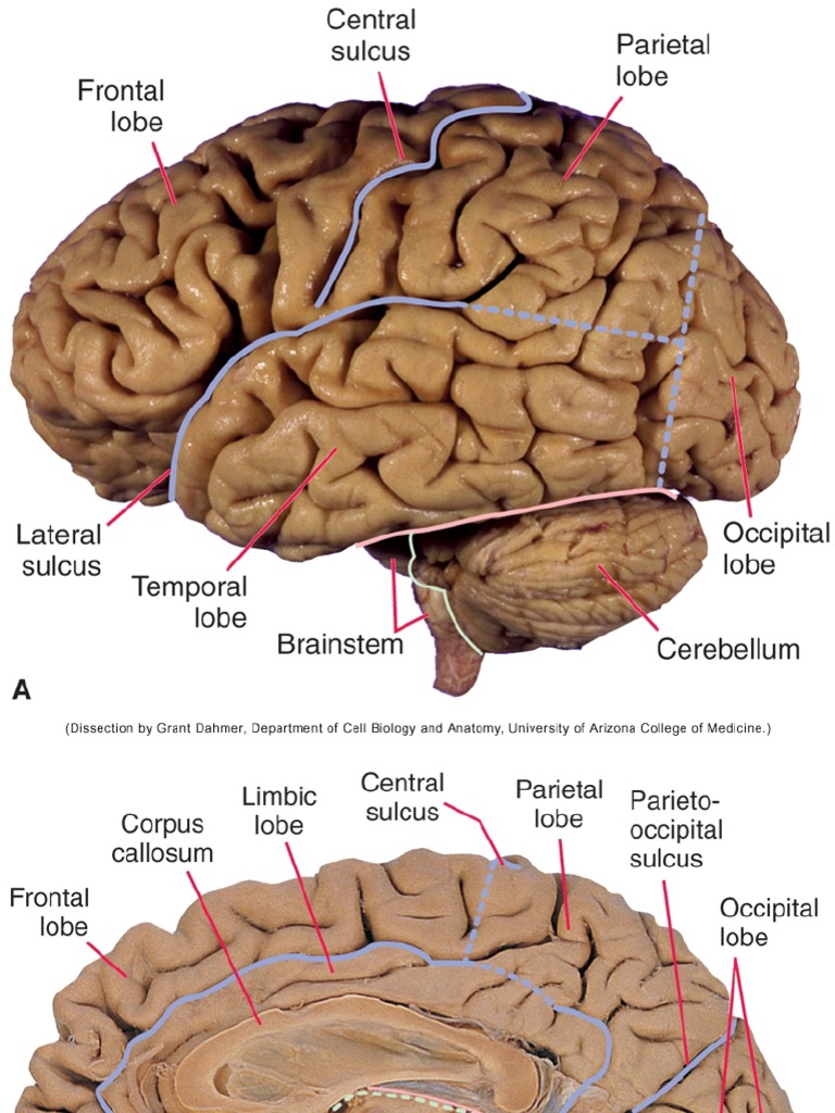 The Brain Anatomy | PDF