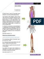 Músculos Extensores de Los Dedos y Muñeca