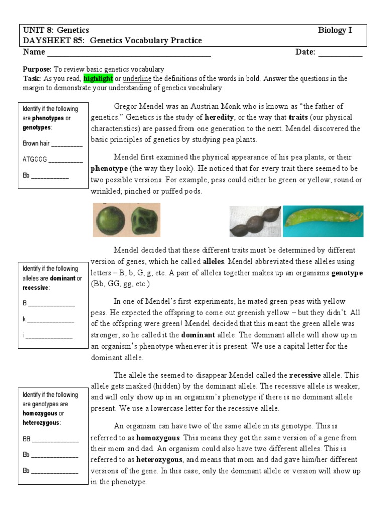 ds85 - Genetics Vocabulary Practice | PDF | Dominance (Genetics) | Zygosity