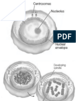 Mitosismeiosis Flashcards