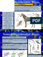 Tema 6. Vertebrados. Peces