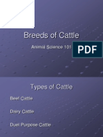Unit Plan Breeds of Cattle