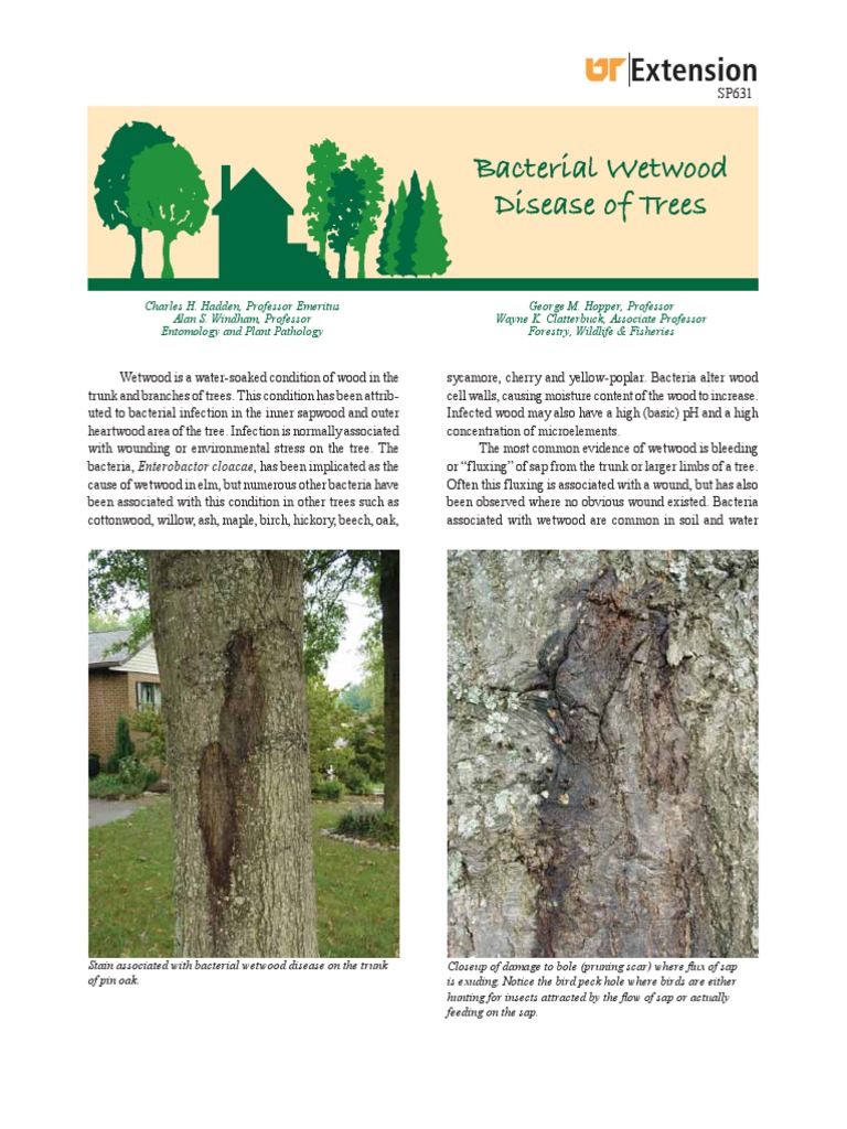 Bacterial Wetwood Disease of Trees PDF