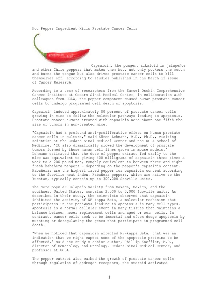 Hot Pepper Ingredient Kills Prostate Cancer Cells PDF Prostate