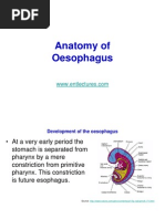 Anatomy of Oesophagus