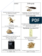 CKEB Lesson 3 Phyla Flashcards