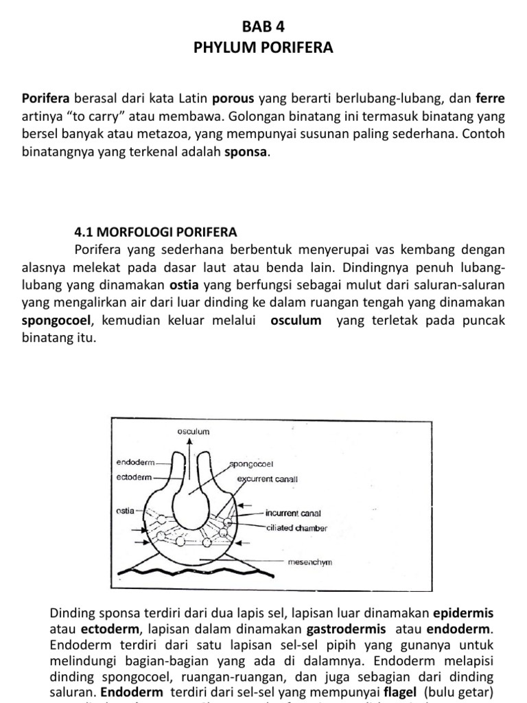 30 Ide Gambar Porifera Sketsa Tea And Lead