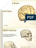 The Human Brain: Anatomy, Functions, and Injury
