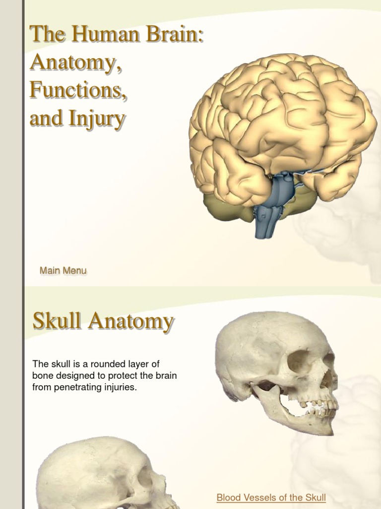 Anatomy of The Brain | PDF | Human Brain | Brainstem
