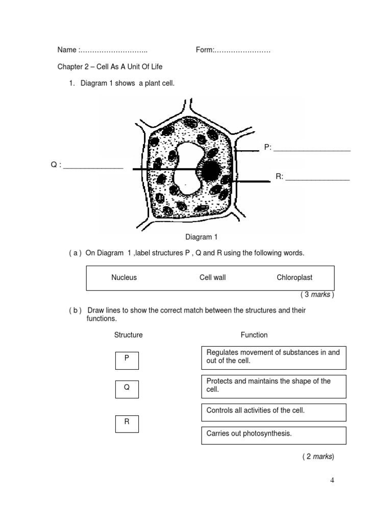 Plant and Animal Cell Structures | PDF | Eukaryotes | Cell (Biology)