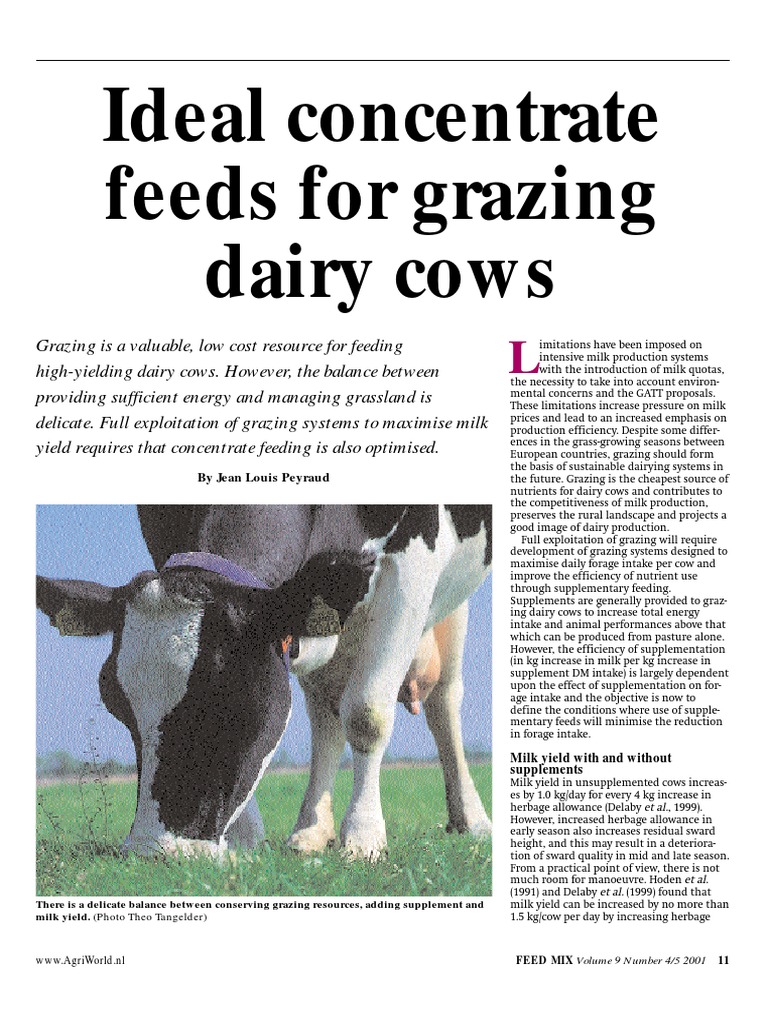 Ideal Concentrate Feeds for Grazing Dairy Cows Cattle Dairy