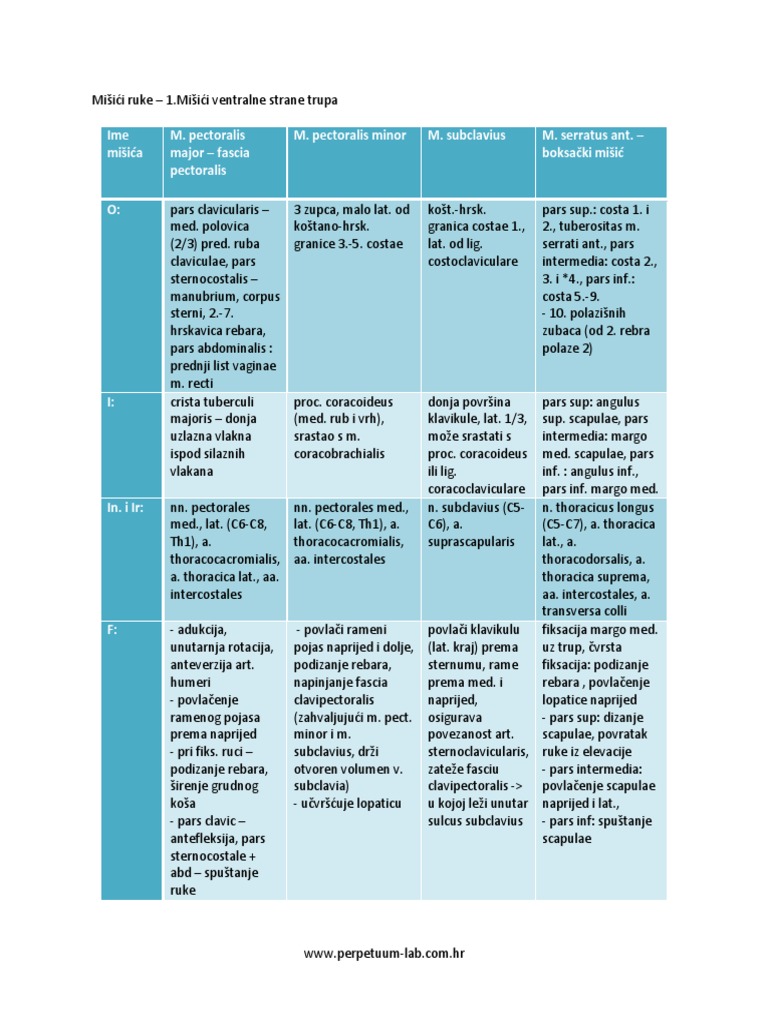 Mišići Ruke | PDF
