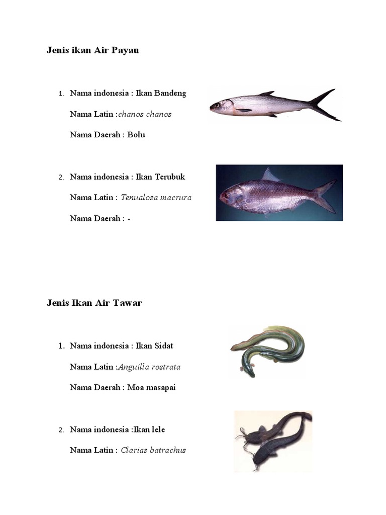 Tugas Jenis Ikan