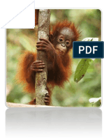 Orangutan.docx