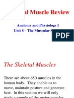 Anatomy Unit 8 - Skeletal Muscle Review