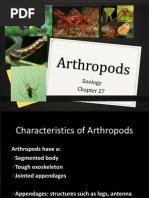 27 Arthropods