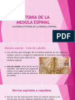 Anatomia de La Medula Espinal