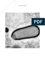 2 Newvir-Foundinpermafrost Elmic