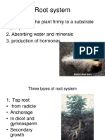 Botany Lecture - Chapter 7