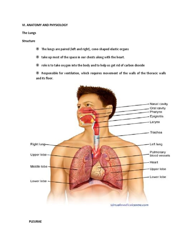 Anatomy visual data 4
