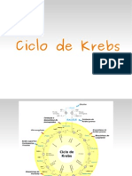 Ciclo de Krebs!