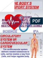 System Cardiovascular