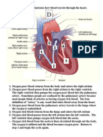 d - heart diagram