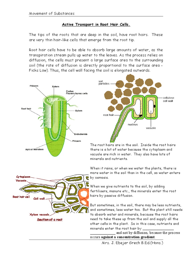 Active Transport in Root Hair Cells.doc Osmosis Soil