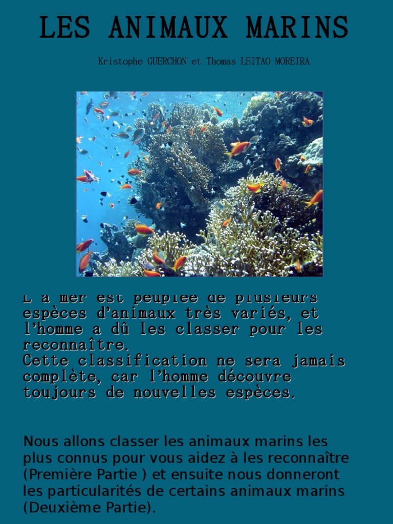 Expose Les Animaux Marins Éponge Organismes — free download