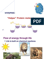 Enzymes:: "Helper" Protein Molecules