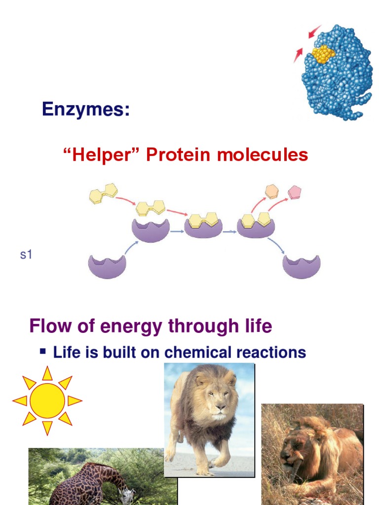 Enzymes "Helper" Protein Molecules PDF Active Site Enzyme
