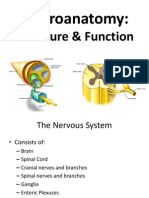 Neuroanatomy Structure AndFunction