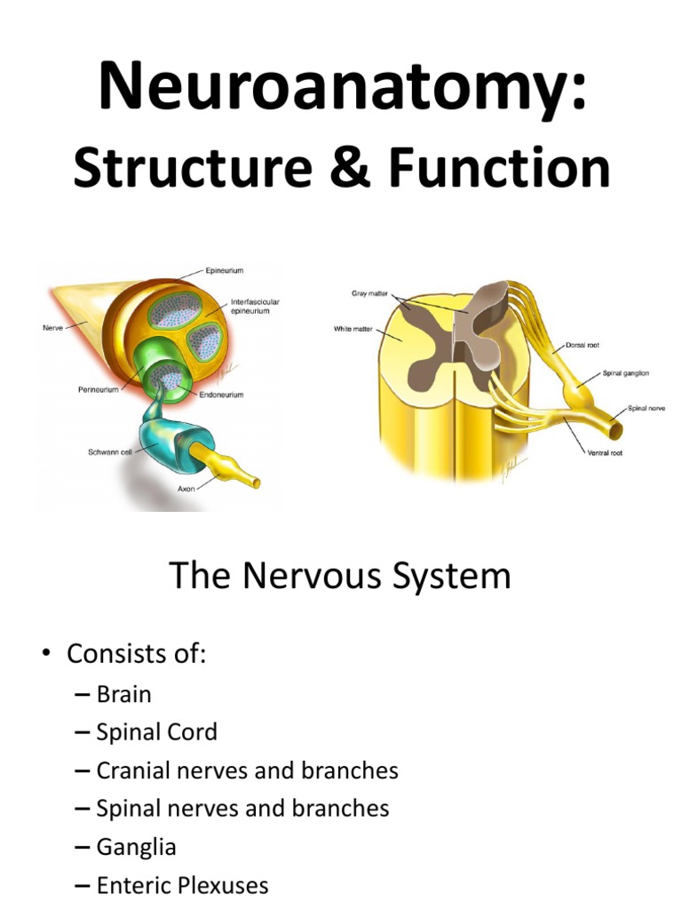 Neuroanatomy Structure AndFunction | PDF | Spinal Cord | Motor Neuron