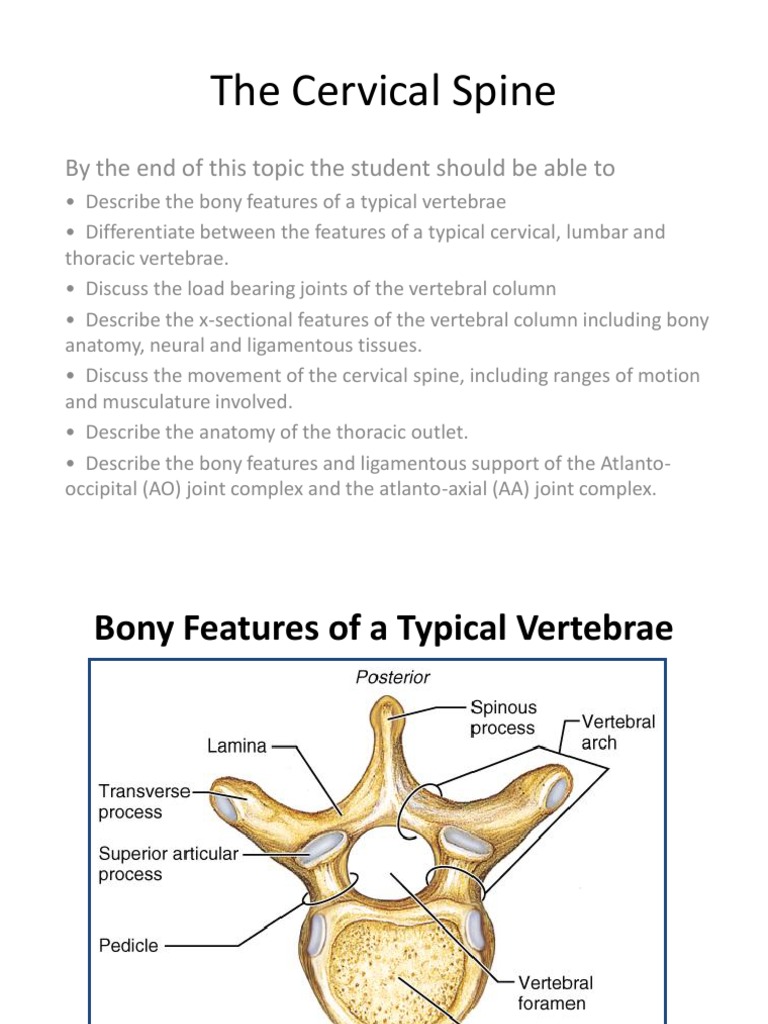 Cervical Anatomy | PDF | Vertebra | Vertebral Column