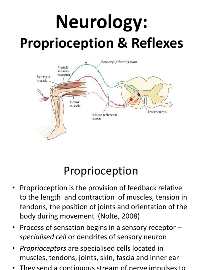 Proprioception Reflexes Neuron Motor Neuron