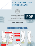 01 Anatomia Descrittiva Dei Denti Umani