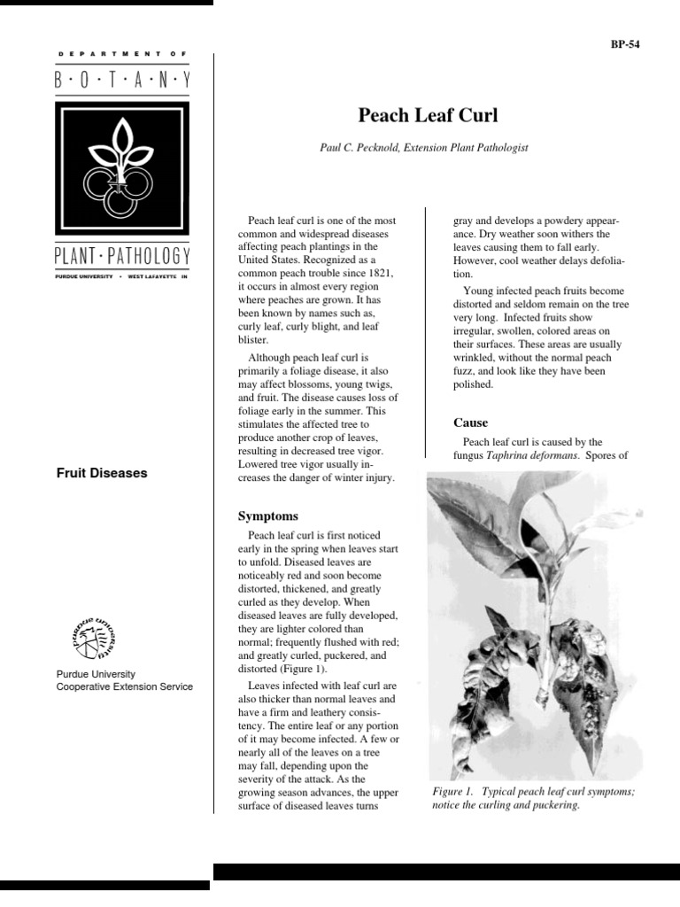Peach Leaf Curl PDF Peach Leaf