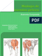 Miología de Miembro Pélvico
