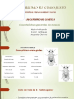 Características Generales de Moscas Corregido