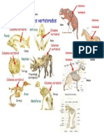 Animales Vertebrados