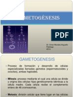 Clase 2 Gametogénesis 2014
